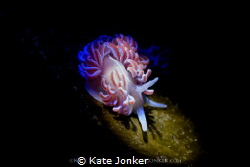 Spotlight - A coral nudibranch with snooted Inon Z240 and... by Kate Jonker 
